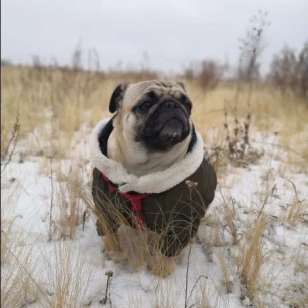Dog Winter Hoodie Jacket - Picture 14 of 14
